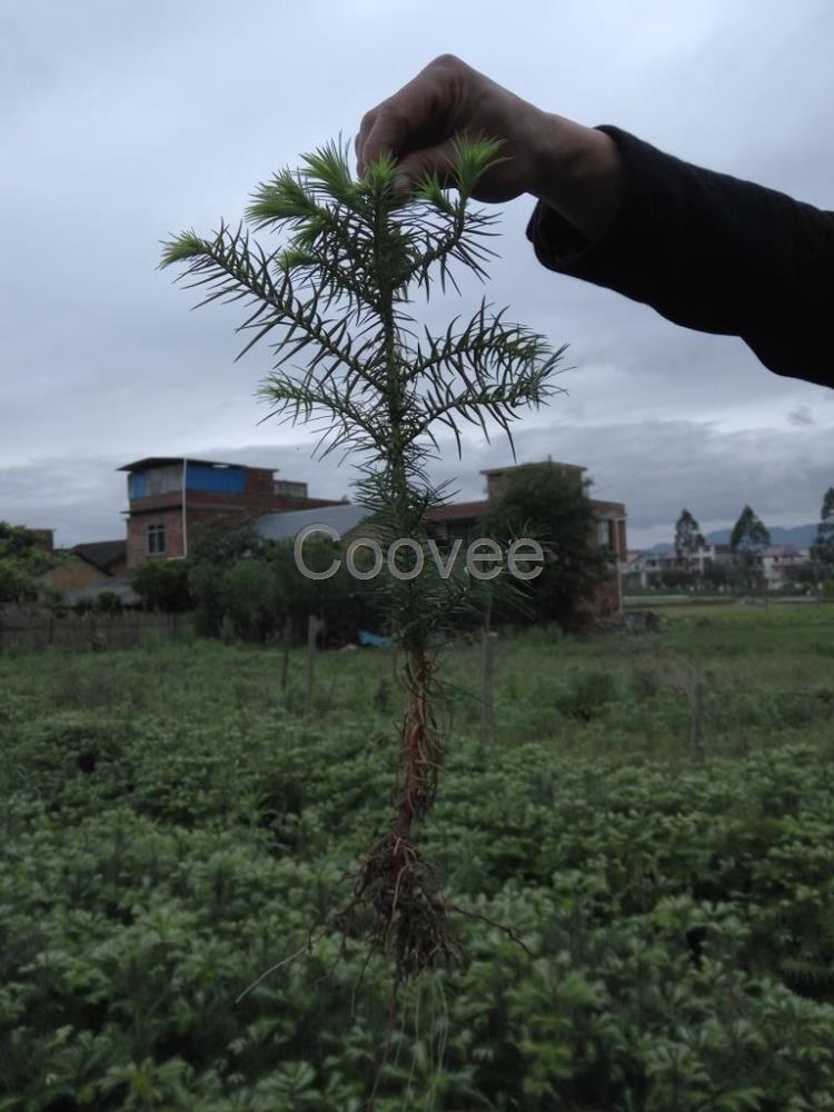 广西速生杉树苗批发河池杉树苗供应百色杉树苗种植梧州杉树苗邮购