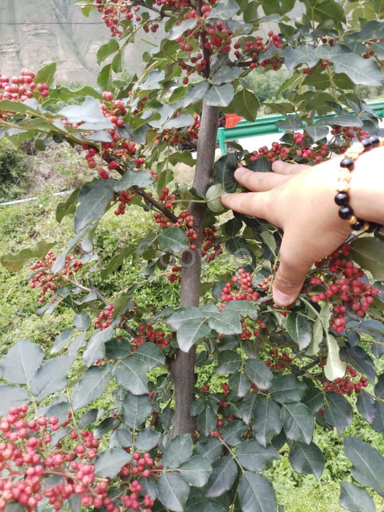 无刺红花椒苗批发新品种无刺红花椒苗出售新品种无刺红花椒苗基地