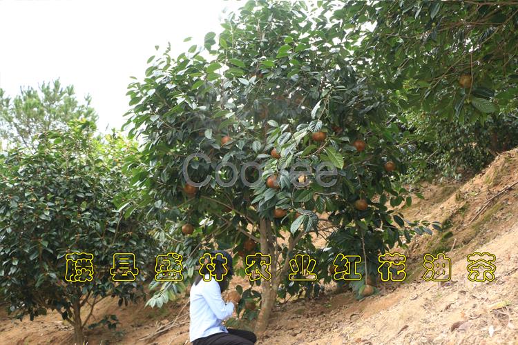 广西大果红花油茶树苗红花大果油茶图片