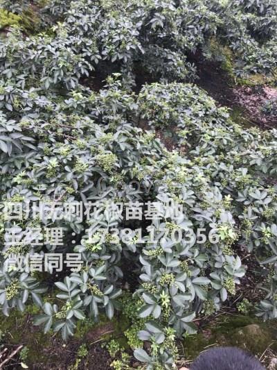 九叶青花椒苗1巫山花椒苗基地1青花椒的种植利益