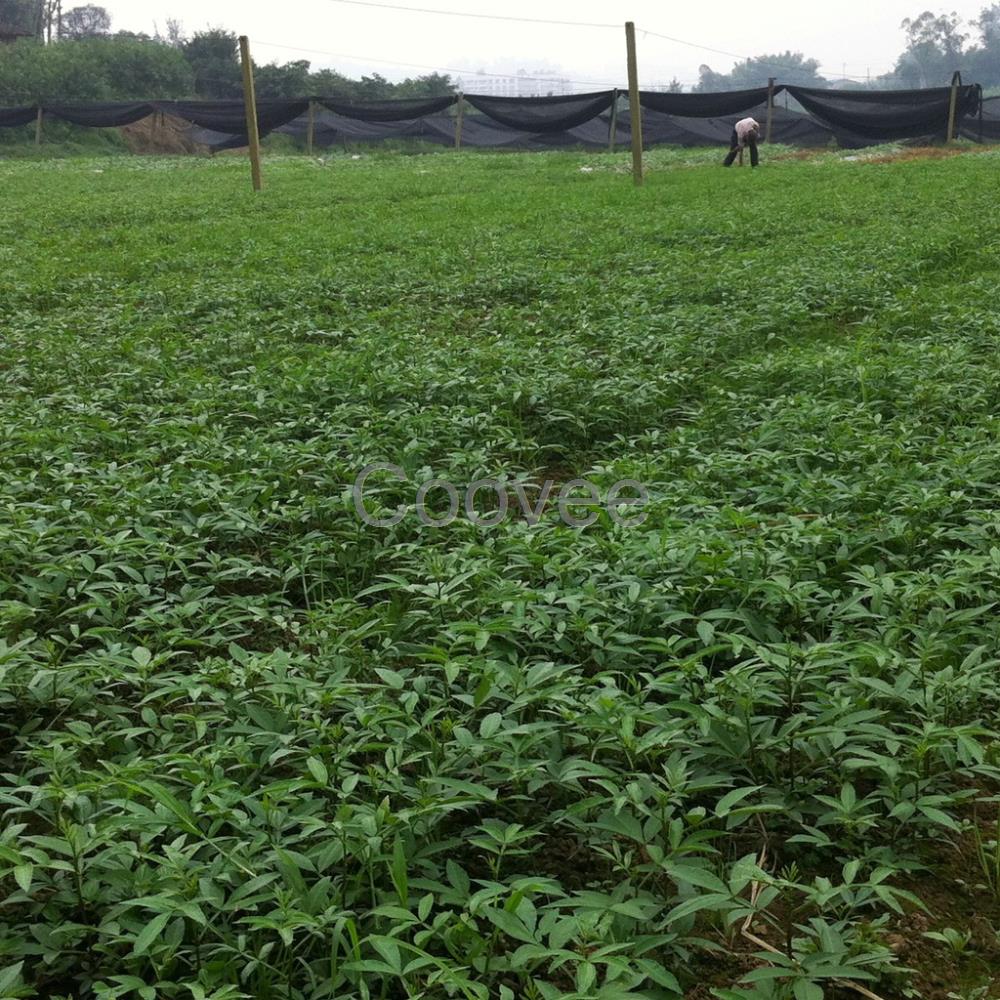 新安乡种植管理技术嫁接无刺藤椒苗