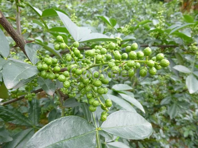 促进乡嫁接无刺藤椒苗基地种植简单的藤椒苗