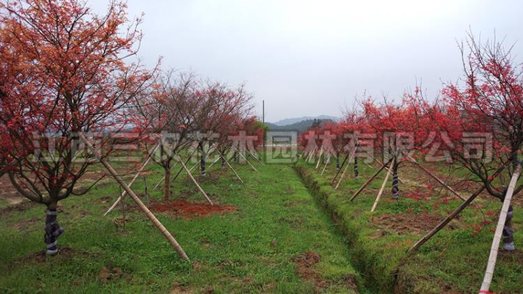 红枫树苗日本红舞姬花卉盆景庭院绿化树苗