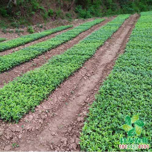 四川藤椒苗基地嫁接藤椒苗无刺藤椒苗