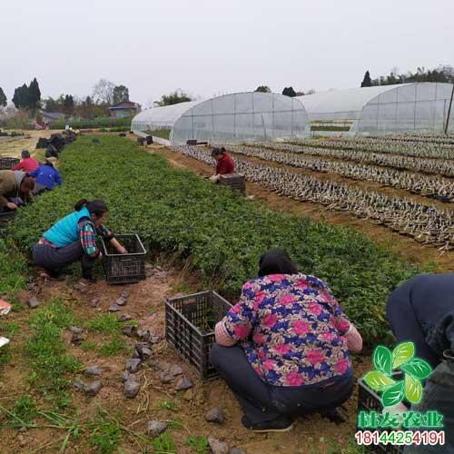 县量的花椒苗黄冈花椒苗基地