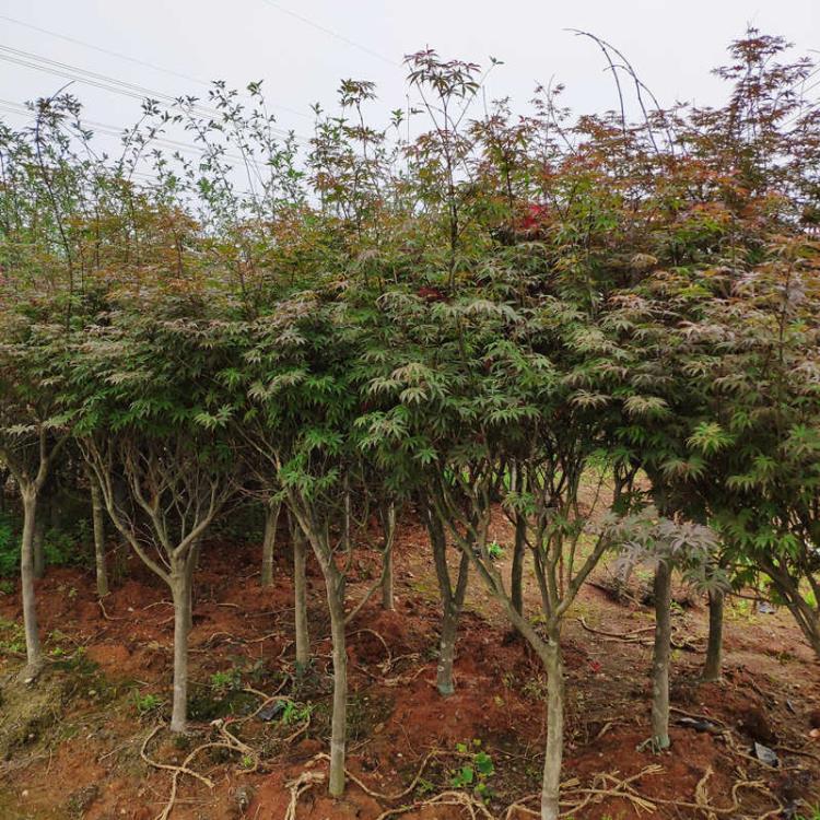 武汉室内外花卉植物养维护苗木补种送货花园绿化园林设计施工管