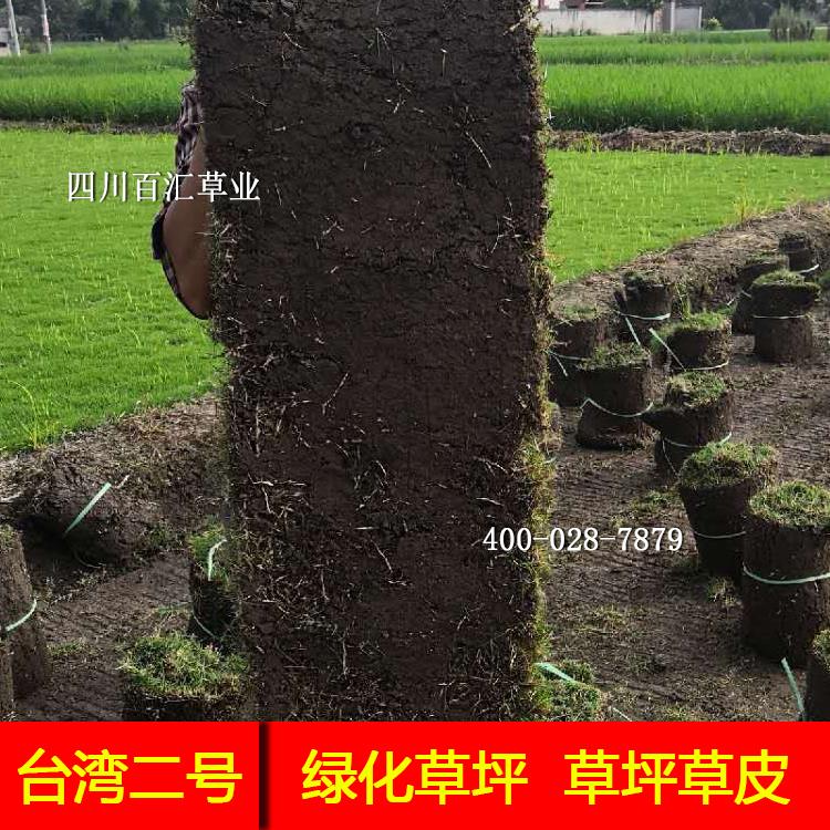 成都台湾二号草坪草皮种子四川绿化草皮草坪种子供应践踏草皮卷