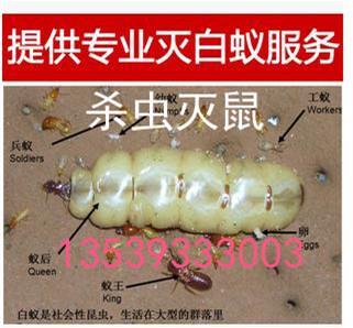 丹灶灭蚊子灭蟑螂灭臭虫灭白蚁除虫除四害