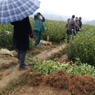 100亩油茶种植成本 油茶的种植 油茶苗价格